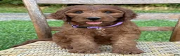 Irish Doodle dogs for sale: Molly - Ad 12