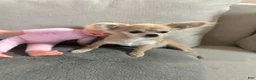 Chihuahua dogs for sale: Chihuahua 1 - Ad 6