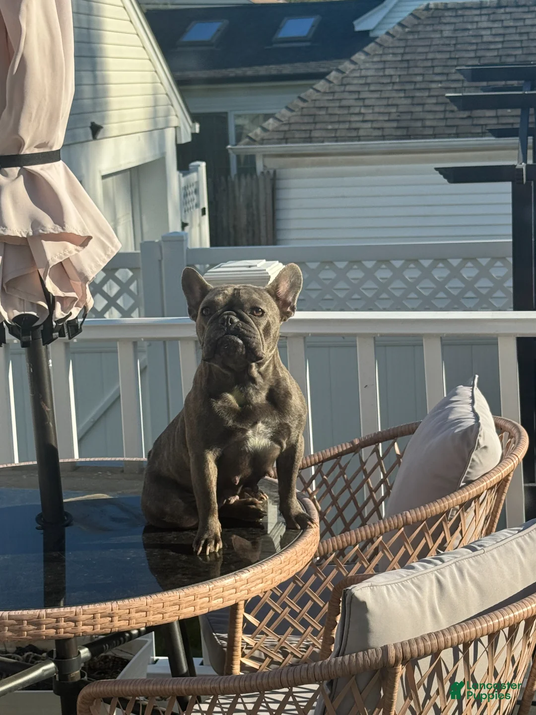 French Bulldog dogs for sale: French Bulldog Puppy 2 - Ad 3