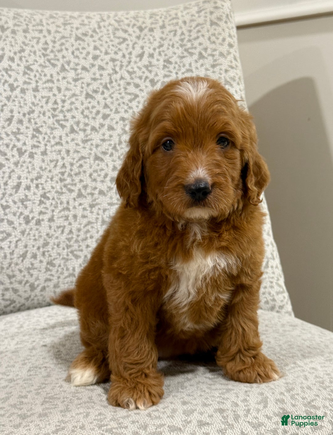 Goldendoodle dogs for sale: Penny - Ad 11