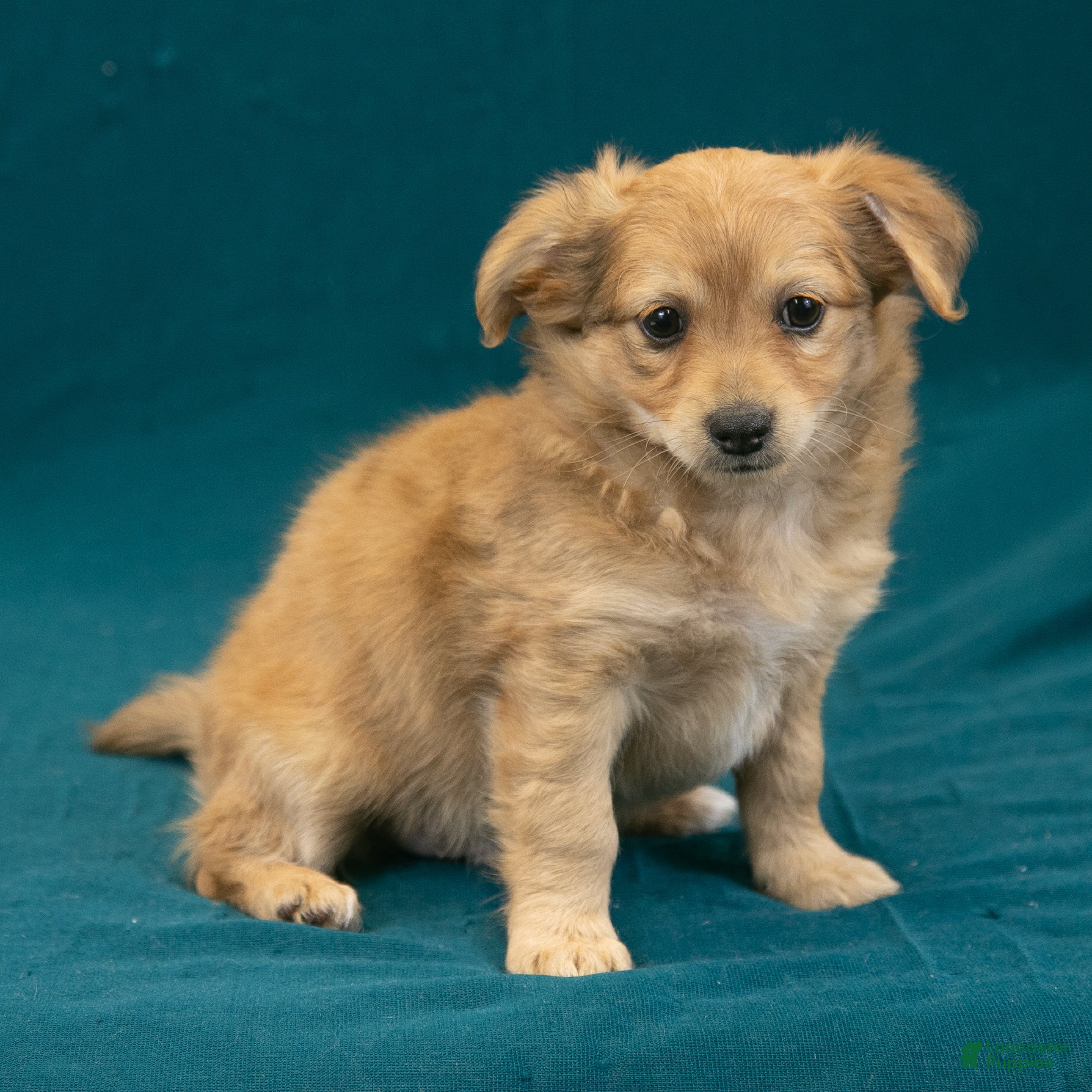 Chihuahua Puppies for sale in Salamanca, New York Lancaster Puppies