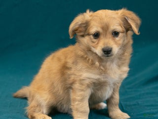 Chihuahua dogs - Ad 2