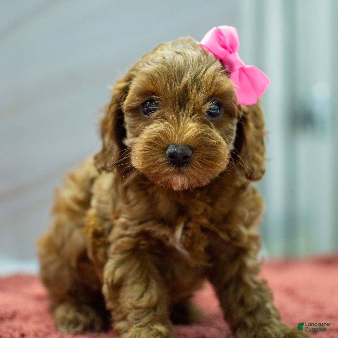 Cockapoo dogs for sale: Kali - Ad 2