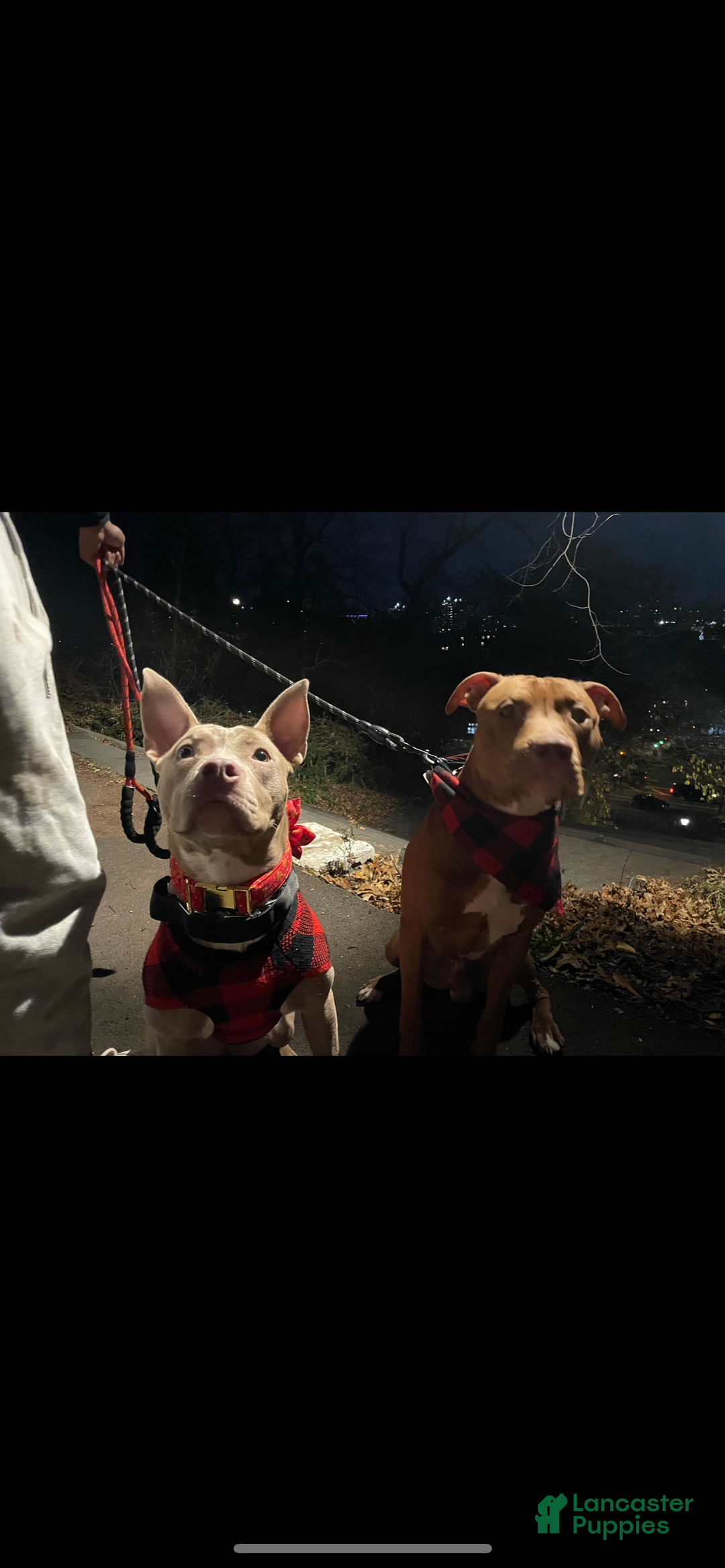 American Pit Bull Terrier dogs for sale: American Pit Bull Terrier Puppy 9 - Ad 2