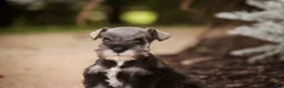 Miniature Schnauzer dogs for sale: Georgia Miniature Schnauzer - Ad 13