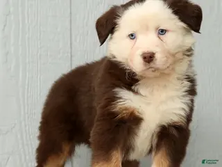 Australian Shepherd dogs Elisa - Ad 10