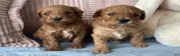 Mini Goldendoodle dogs for sale: Mini Goldendoodle “Suki” - Ad 4