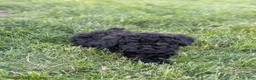 Miniature Poodle dogs for sale: Miniature Poodle Puppy 4 - Ad 4