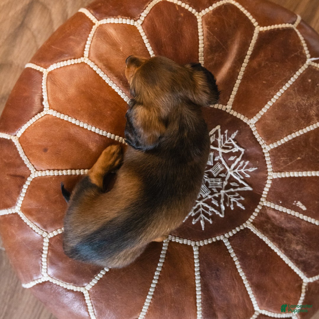 Dachshund dogs for sale: Honey - CHRISTMAS PUPPY! - Ad 6