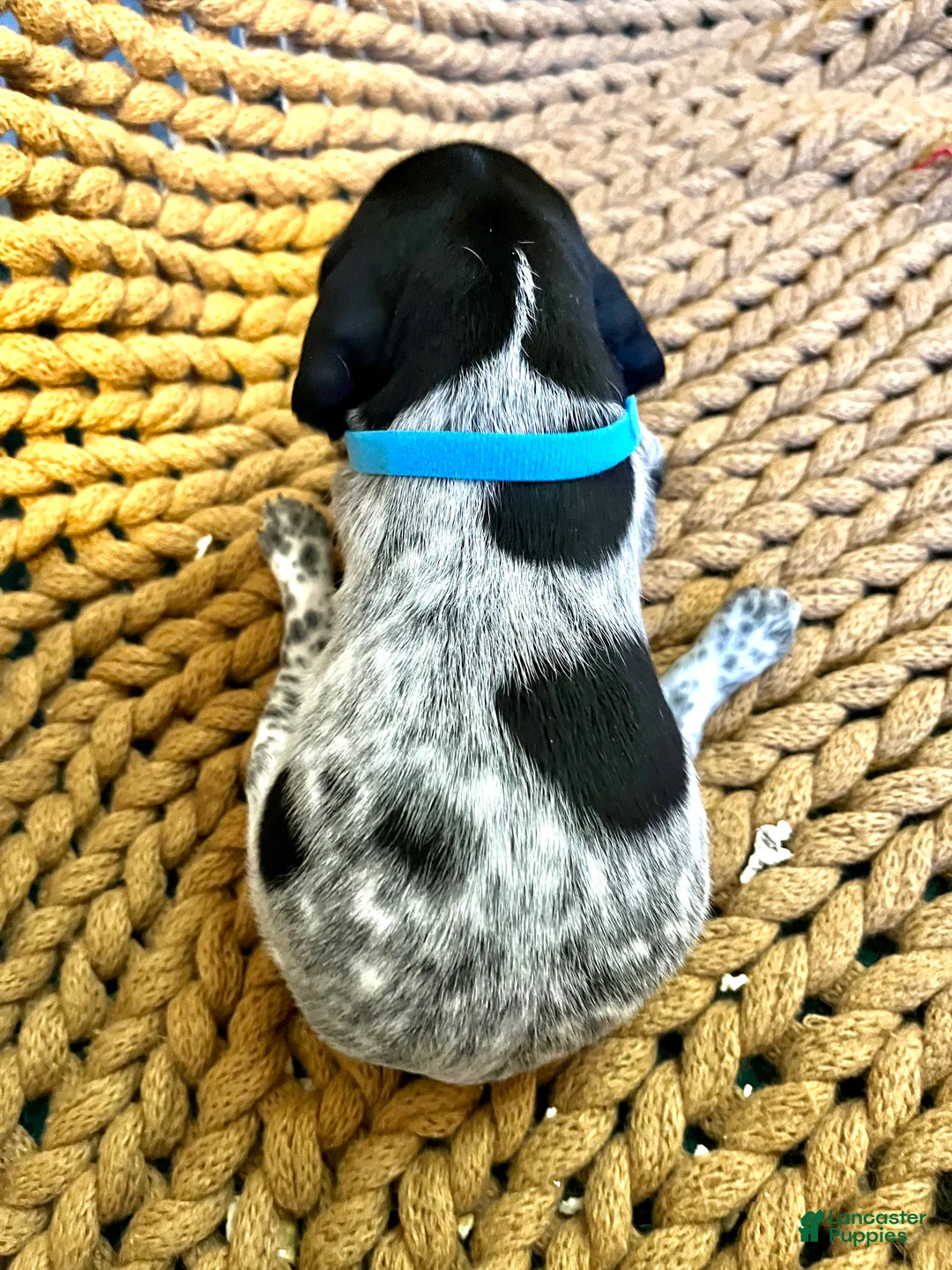 German Shorthaired Pointer dogs for sale: German Shorthaired Pointer Puppy 1 - Ad 2