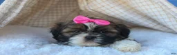 Shih Tzu dogs for sale: RUBY - Ad 12