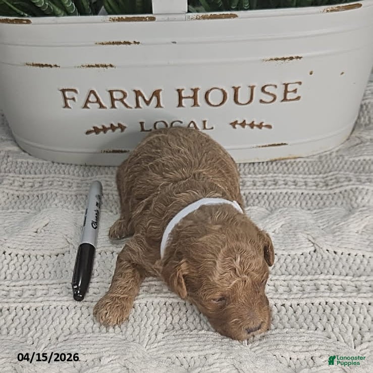 Toy Poodle dogs Mocha - Ad 1