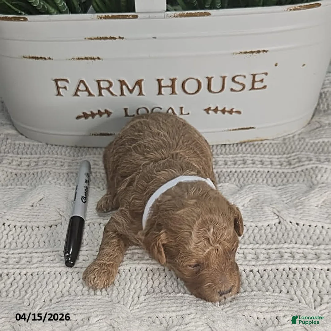 Toy Poodle dogs for sale: Mocha - Ad 1