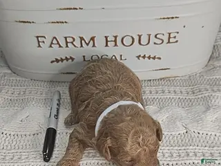 Toy Poodle dogs for sale: Mocha - Ad 2