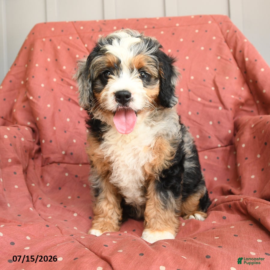 Mini Bernedoodle dogs Munchkin  NoParti - Ad 2