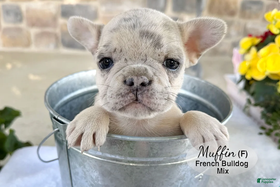 Mixed Breed dogs for sale: Muffin - Ad 1