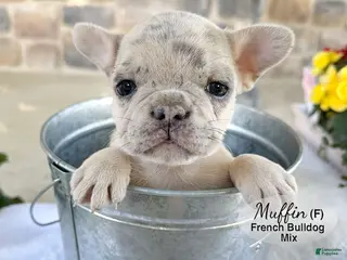 Mixed Breed dogs for sale: Muffin - Ad 3