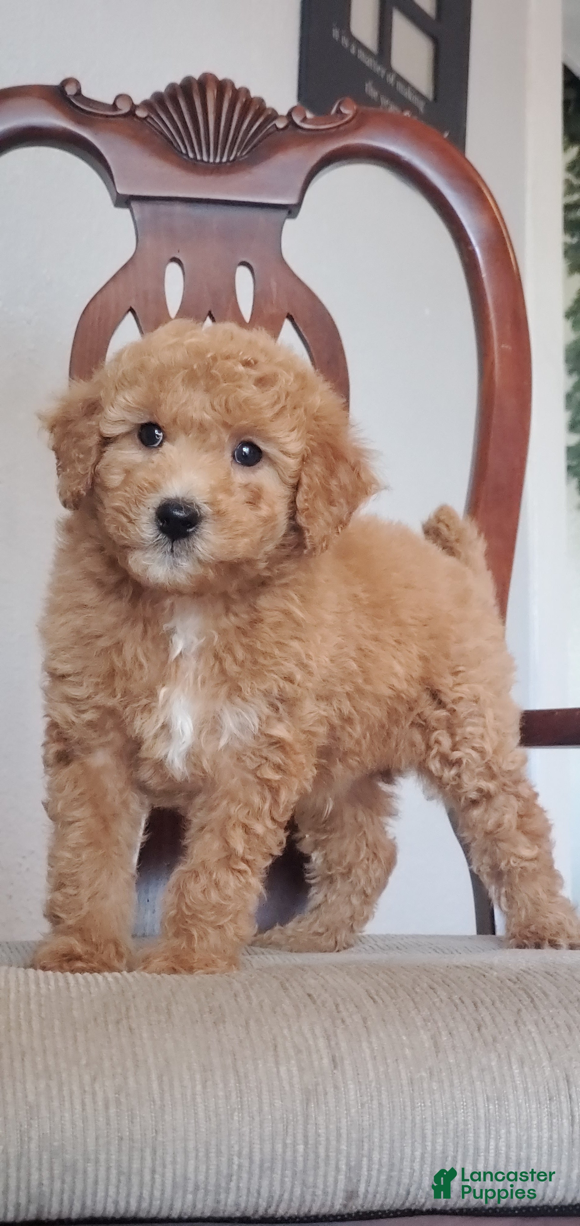 Mini Goldendoodle dogs Charlie - Ad 1
