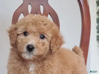 Mini Goldendoodle dogs for sale: Charlie - Ad 2