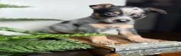 Australian Cattle Dog dogs for sale: Rudis - Ad 3