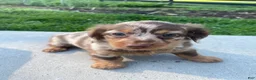 Miniature Dachshund dogs for sale: Ellie - Ad 3