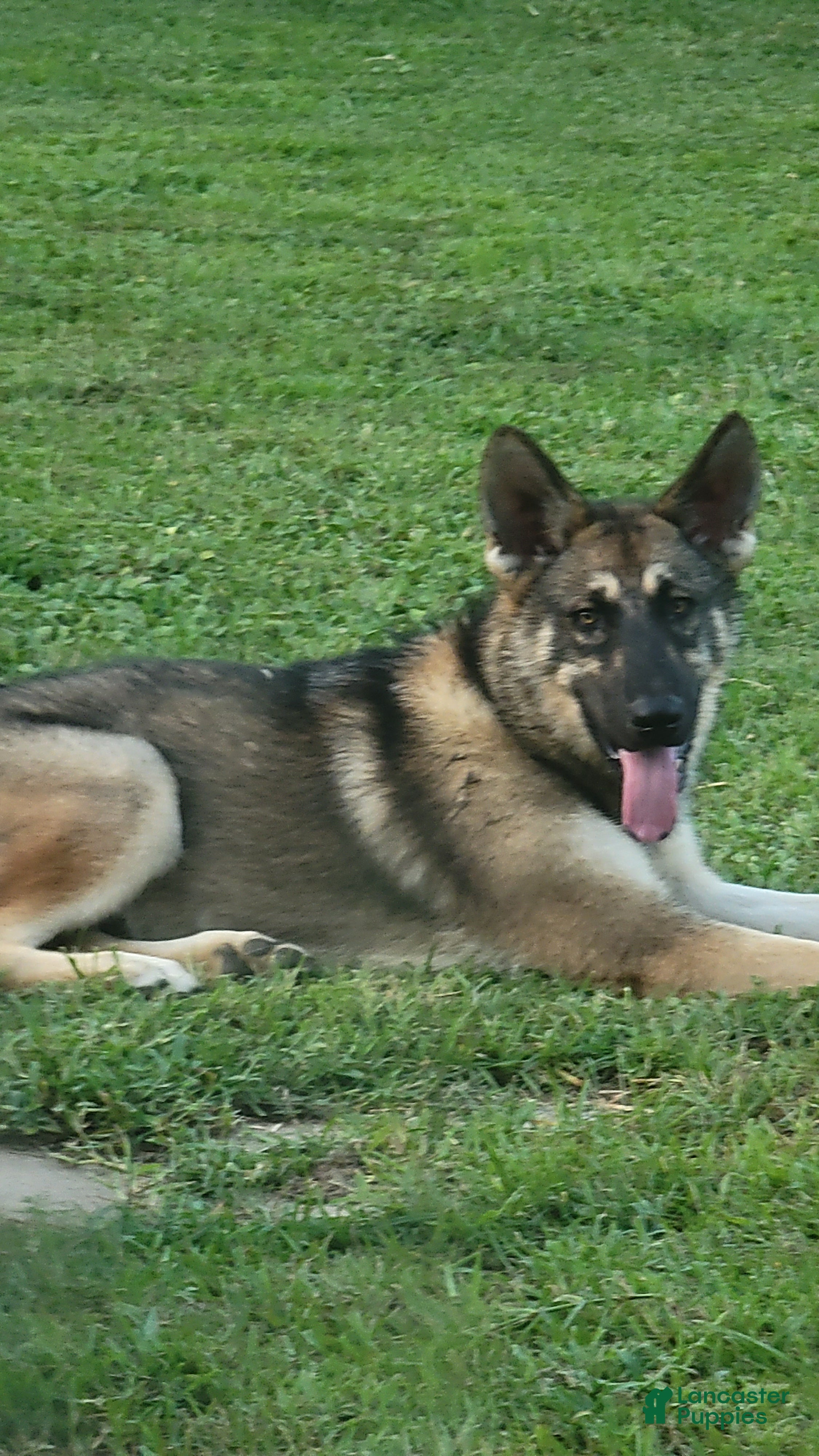 German Shepherd dogs German Shepherd 1 - Ad 14