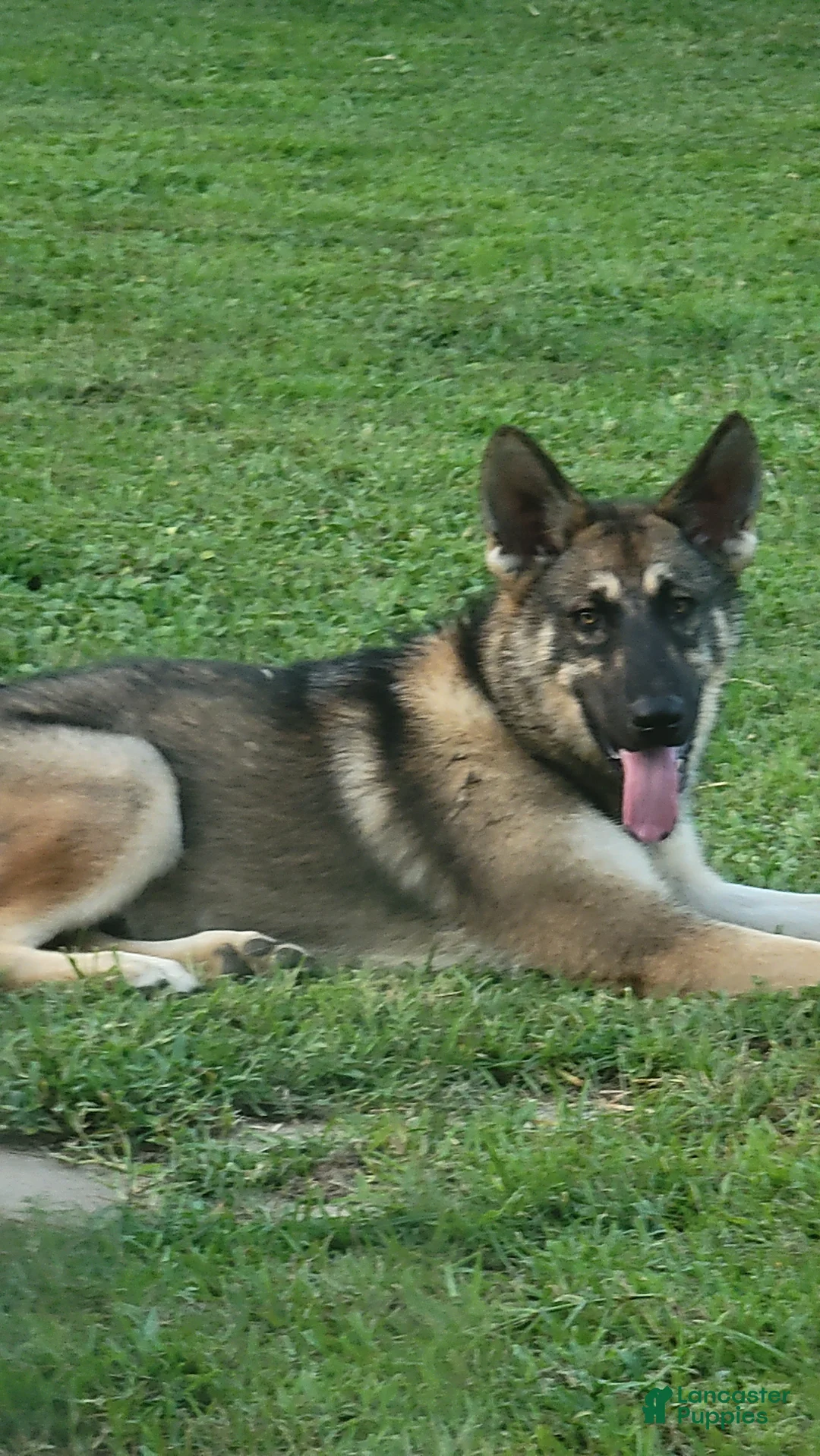 German Shepherd dogs for sale: German Shepherd 1 - Ad 1