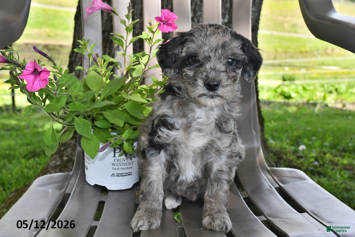Goldendoodle dogs Willow - Ad 2