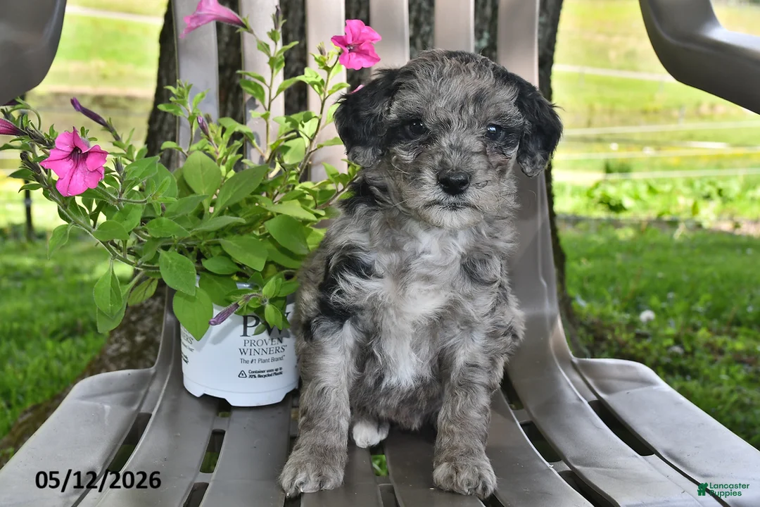 Goldendoodle dogs for sale: Willow - Ad 2