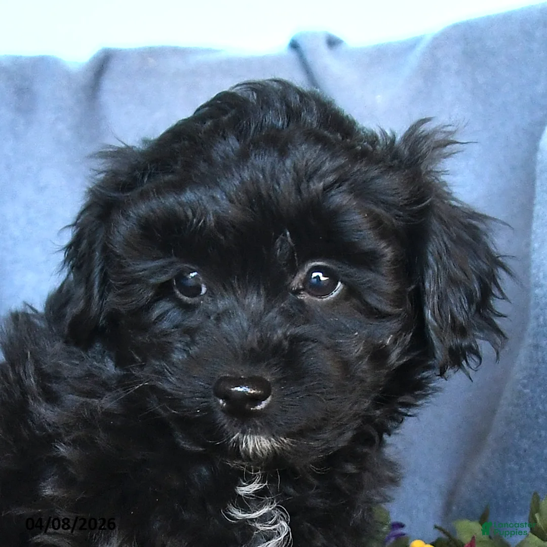 Pomapoo dogs for sale: Badger - Ad 3