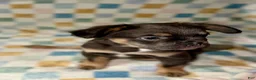 French Bulldog dogs for sale: Sire - Ad 3