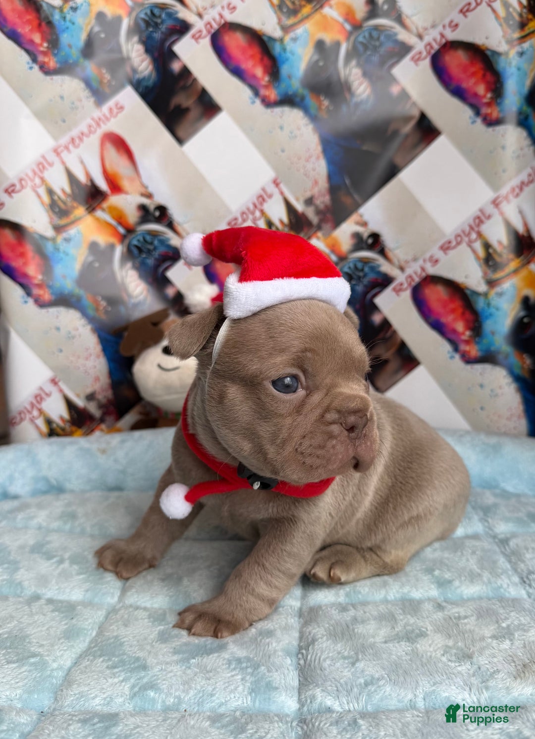 French Bulldog dogs for sale: Michelangelo - Ad 2