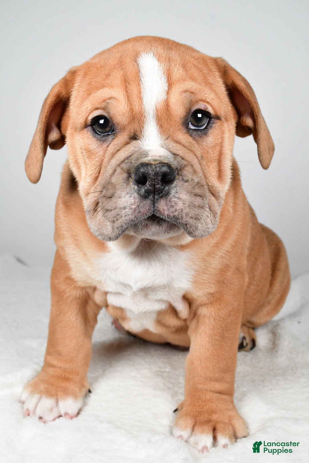 Beabull dogs for sale: Mason - Ad 1