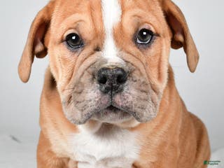 Beabull dogs Mason - Ad 10