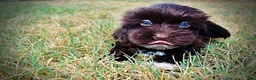 Havapoo dogs for sale: Kricket - Ad 10