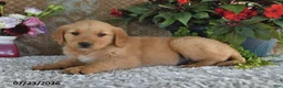 Golden Retriever dogs for sale: Frances - Ad 2