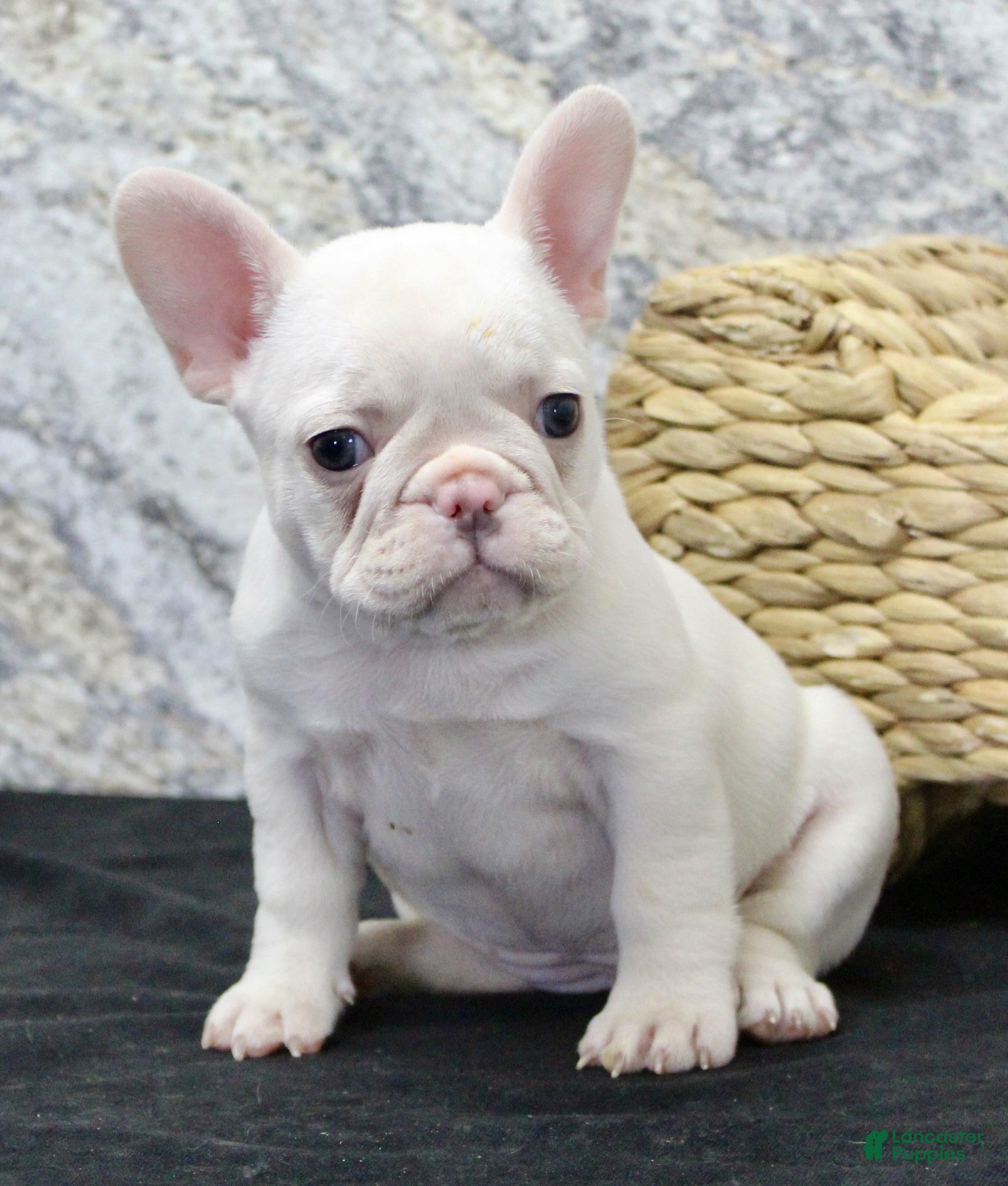 French Bulldog dogs Elsa - Ad 2