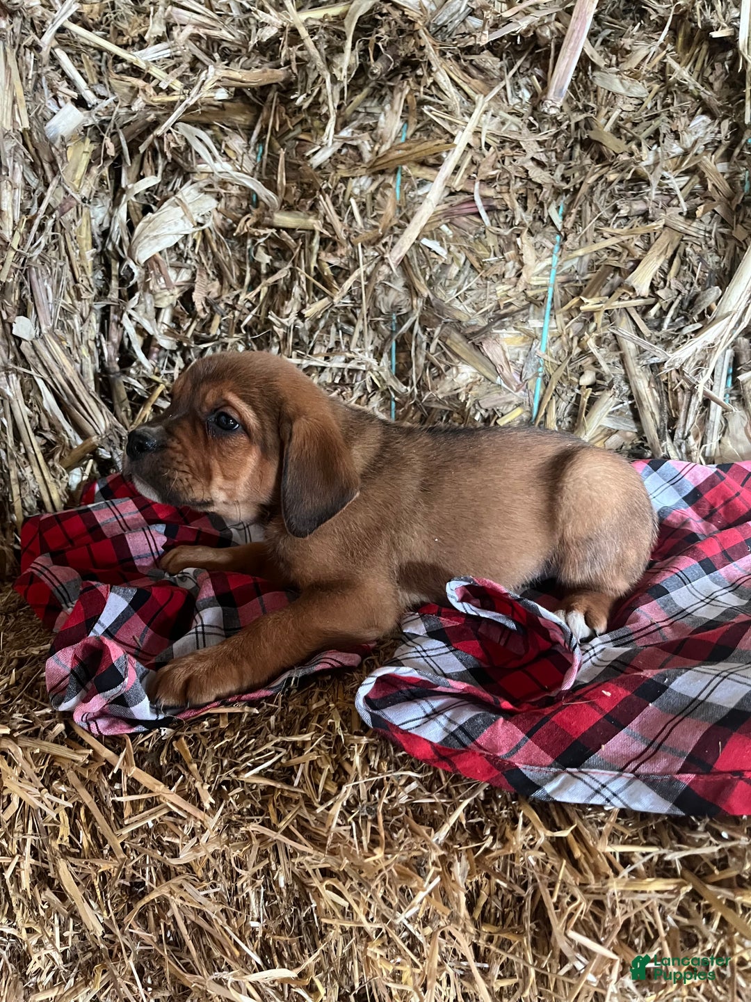 Mixed Breed dogs for sale: Joy - Ad 1