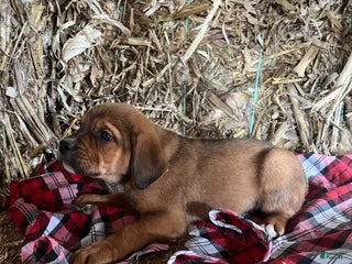 Mixed Breed dogs Joy - Ad 28