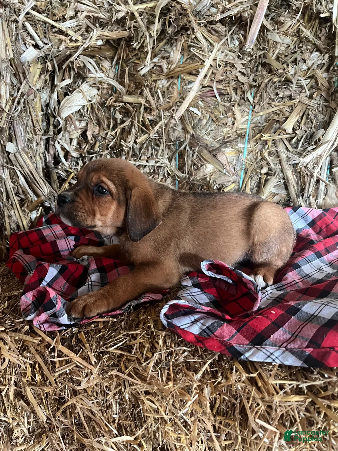 Mixed Breed dogs for sale: Joy - Ad 1