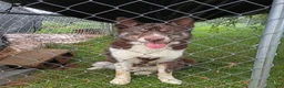 Siberian Husky dogs for sale: Brown 9 month old - Ad 3