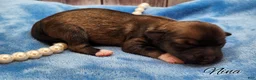 Mixed Breed dogs for sale: Nina - Ad 12