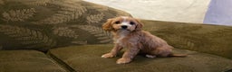 Cavapoo dogs for sale: Willow - Ad 6