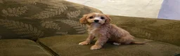 Cavapoo dogs for sale: Willow - Ad 6