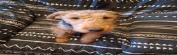 Welsh Terrier dogs for sale: Rui - Ad 1