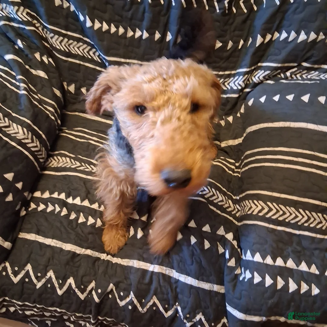 Welsh Terrier dogs for sale: Rui - Ad 1
