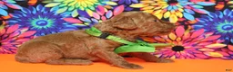 Mixed Breed dogs for sale: Tangelo - Ad 10