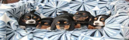 Basset Hound dogs for sale: Mr. Socks - Ad 7