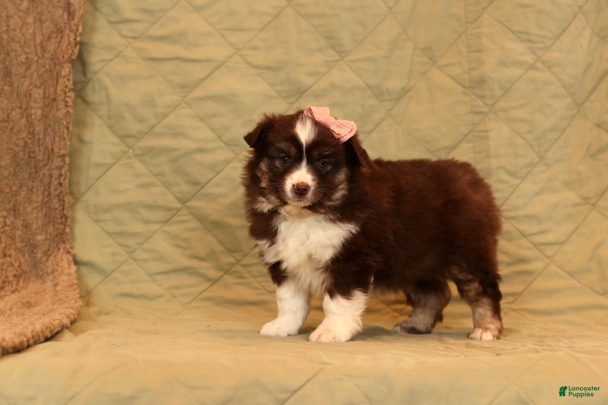 Miniature Australian Shepherd dogs Charlotte - Ad 3