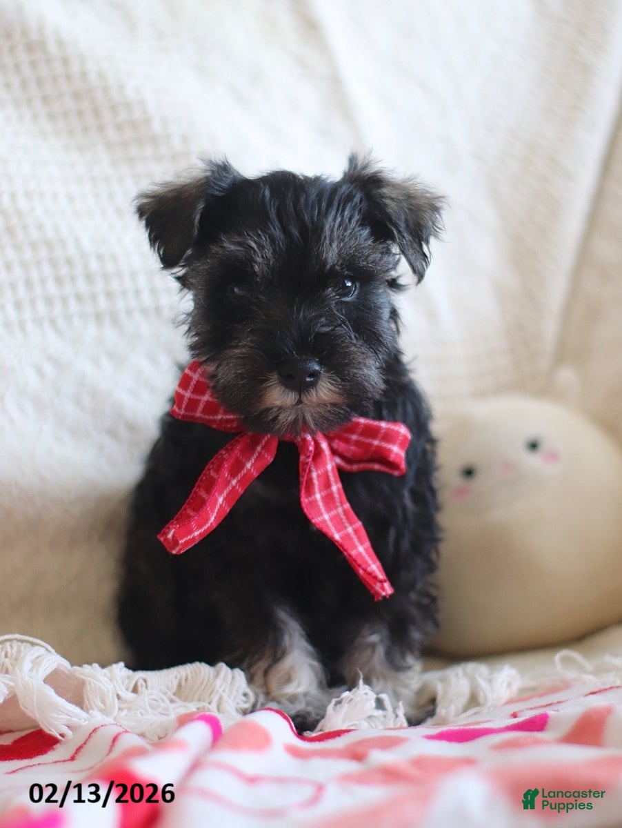Miniature Schnauzer dogs Sammy - Ad 14